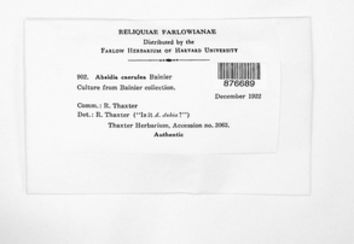 Absidia image